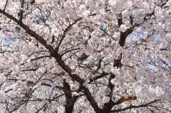 やっぱり春はさくら②