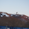 雪のタンチョウ・・・家路②