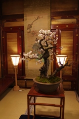 梅、梅、梅・・・④