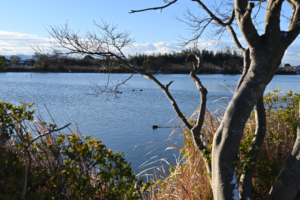 寒い朝の池・・・⑤