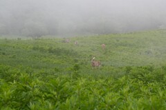鹿のいる風景・・・①