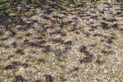 今年見た桜４月・・・・・・⑨