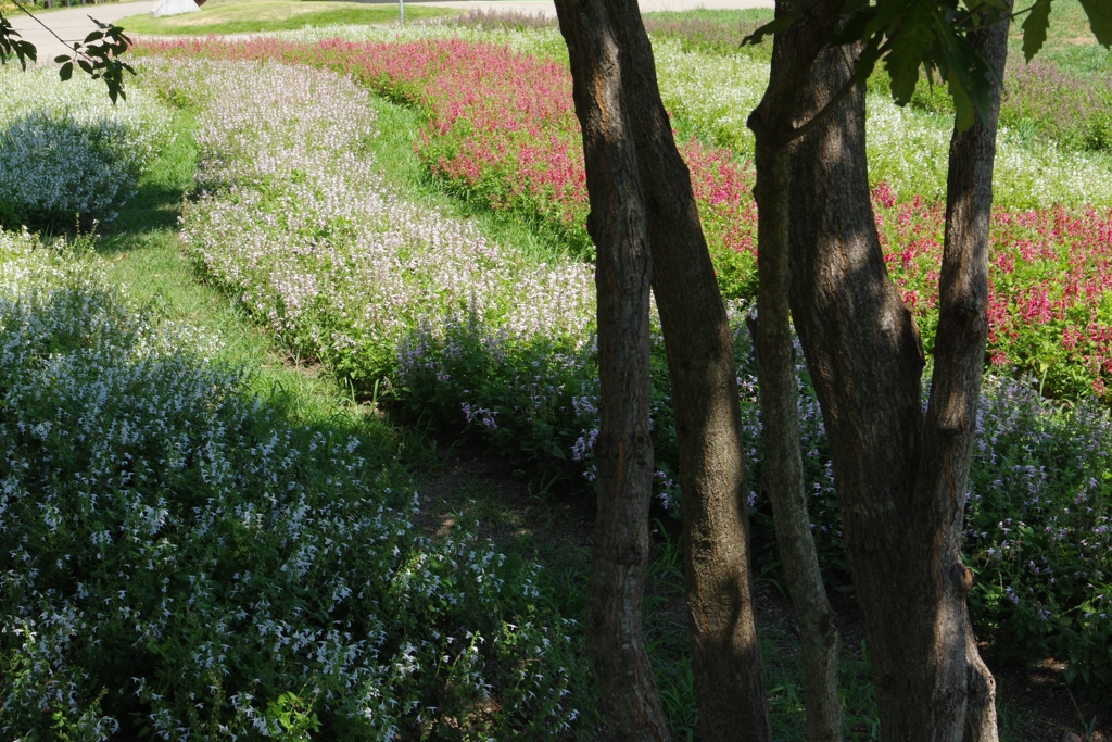 夏の公園・・・⑦