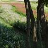 夏の公園・・・⑦
