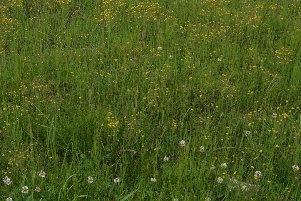 初夏・・・草花③