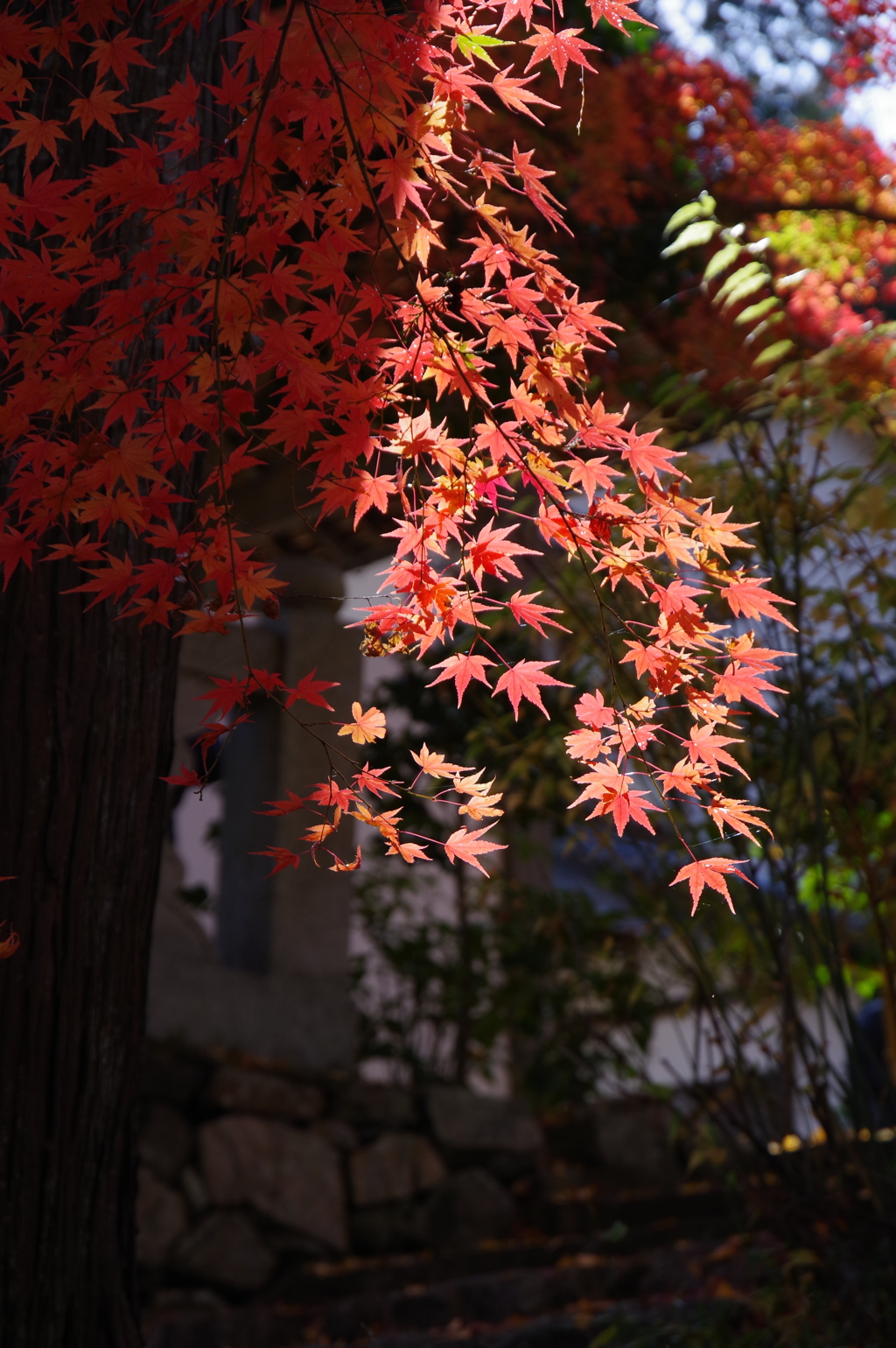 今年会えた紅葉達・・・⑪