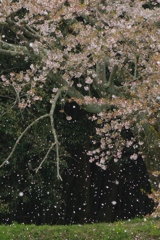 行く春を惜しみつつ・・・永久寺跡⑧