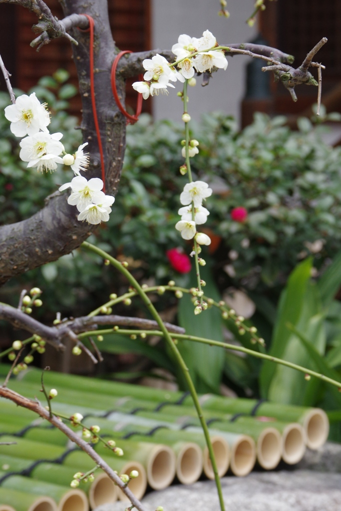 梅、梅、梅・・・⑥