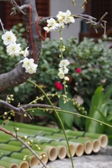 梅、梅、梅・・・⑥