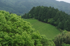 茶畑のある里④