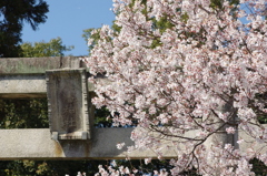 村の桜。