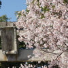 村の桜。