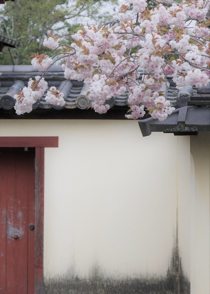 東大寺にて　4月・・・①