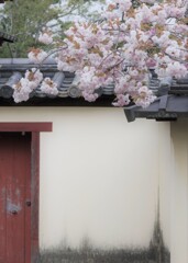 東大寺にて　4月・・・①