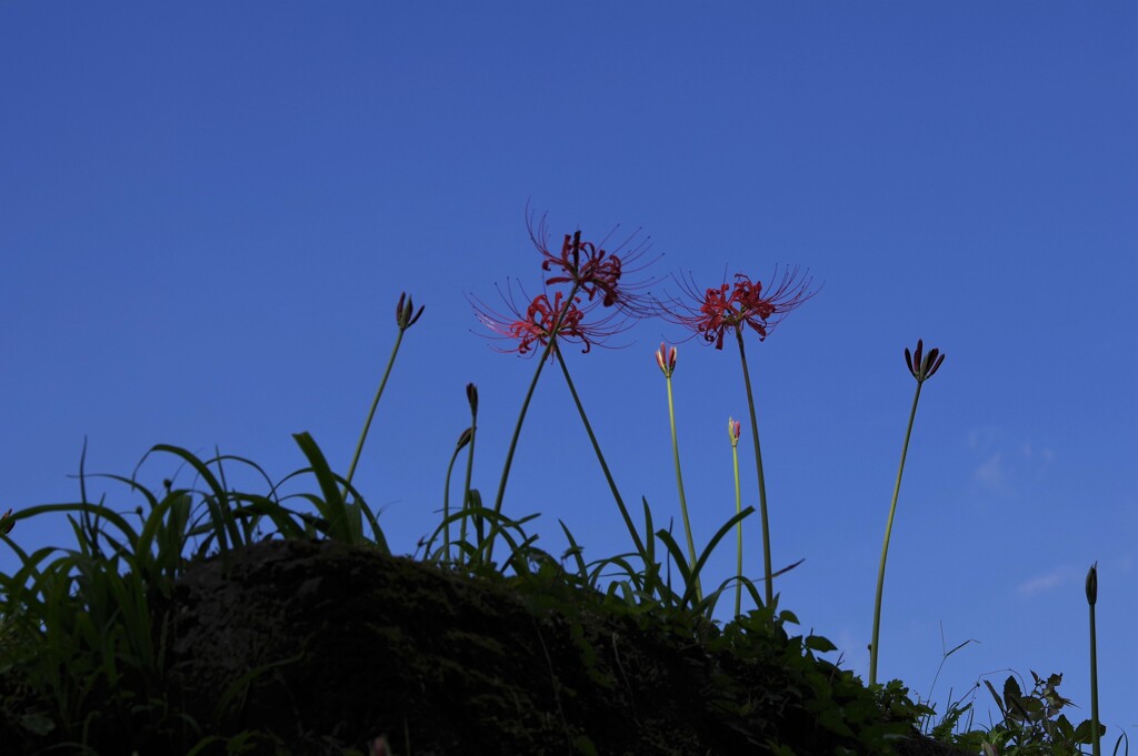 秋空・・・⑤