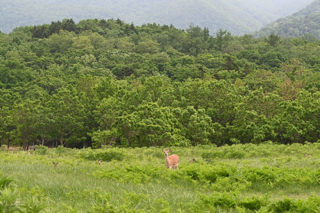 鹿のいる風景・・・③