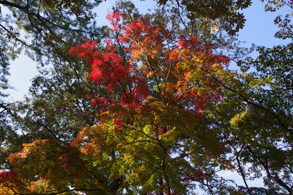 見上げれば（3）