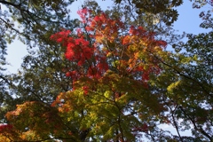 見上げれば（3）