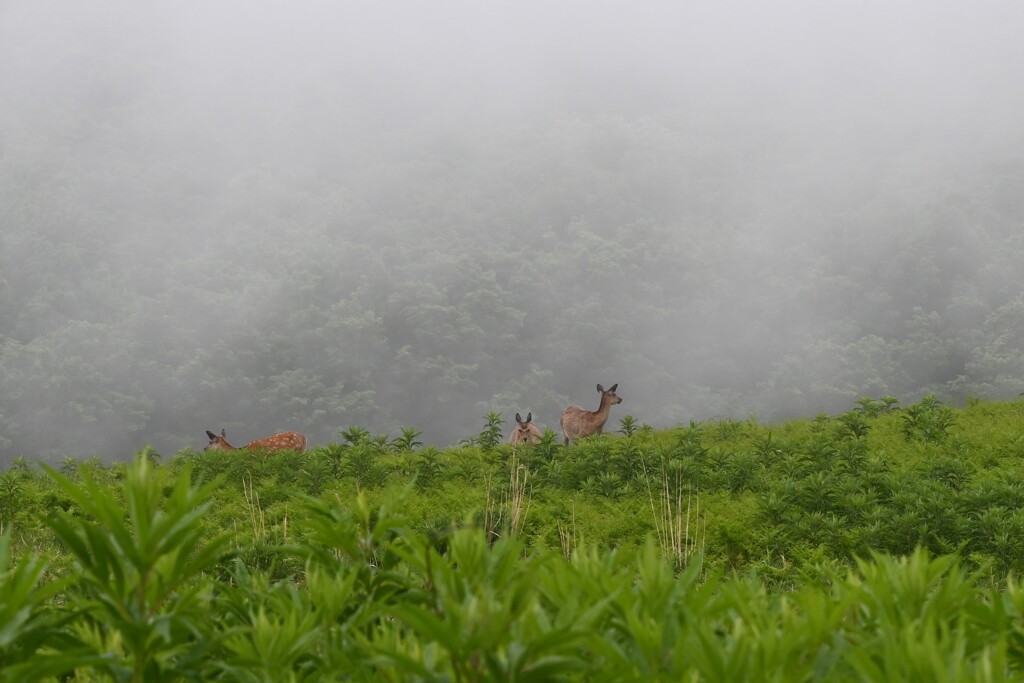 鹿のいる風景・・・⓶