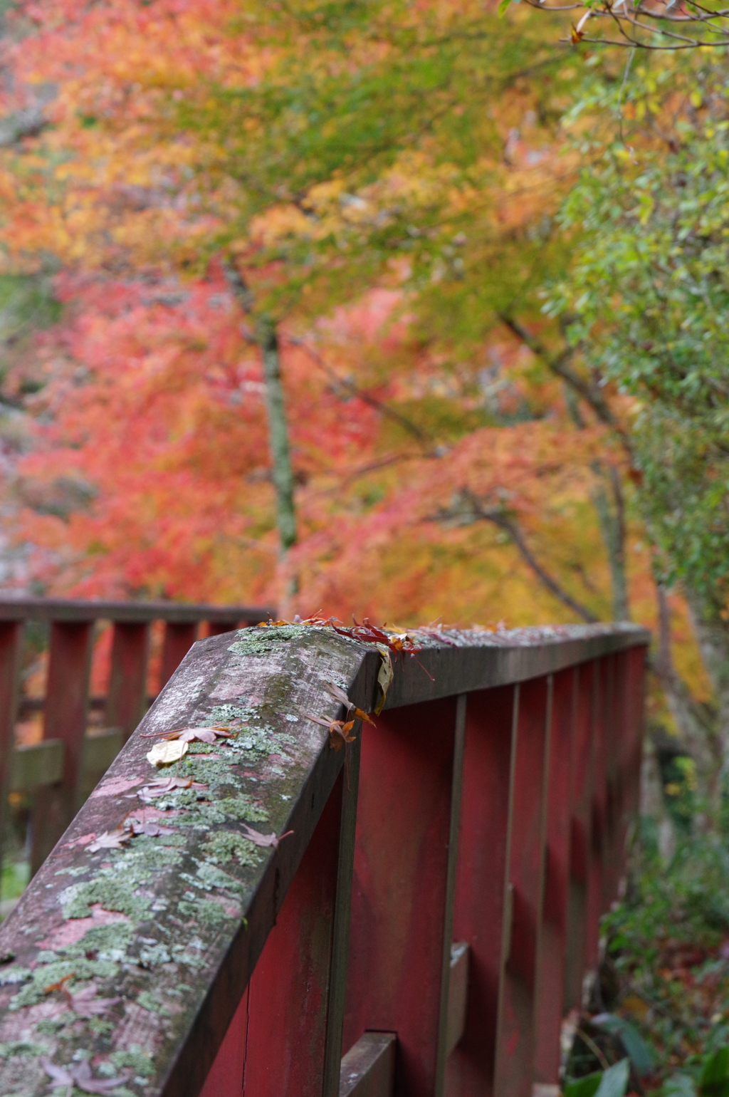 今年会えた紅葉達・・・②