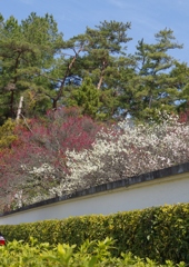 梅。いい天気。