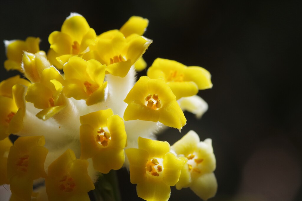 ミツマタの花　3月・・・②