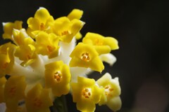 ミツマタの花　3月・・・②