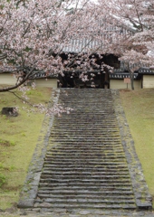 今年見た桜４月・・・・・・⑲