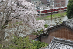 桜・・・郡山城にて②