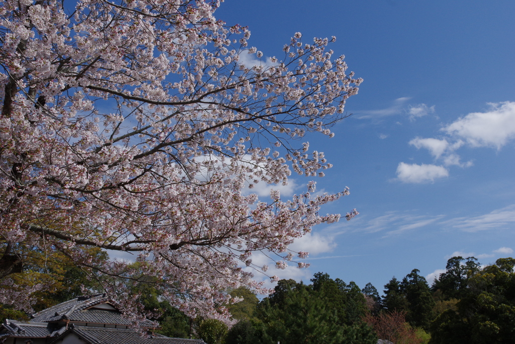 今年見た桜４月・・・・・・⑩