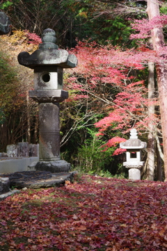 今年会えた紅葉達・・・⑨