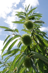 もうすぐ秋・・・②