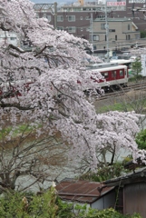 桜・・・郡山城にて①