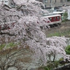 桜・・・郡山城にて①