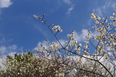 さらに梅、梅、梅！・・・②