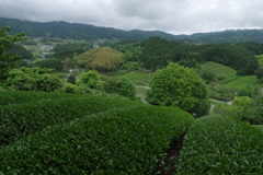 茶畑のある里③