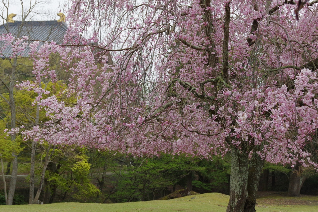今年見た桜４月・・・・・・⑯
