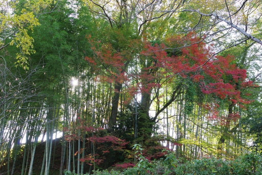 2017秋・・・吉野山①