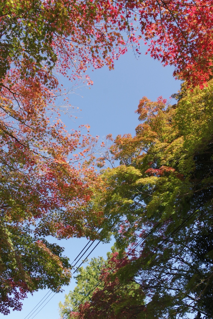 見上げてみました。④