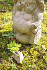 蕗の薹。春です！
