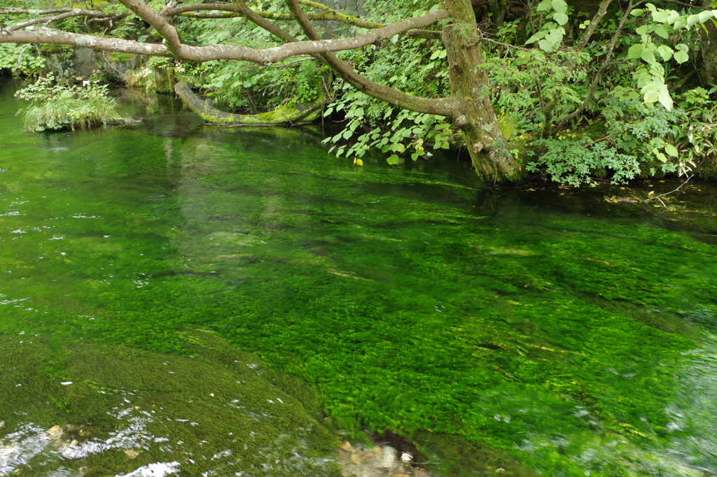 緑の流れ　清水川