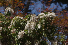 春色の奈良公園①