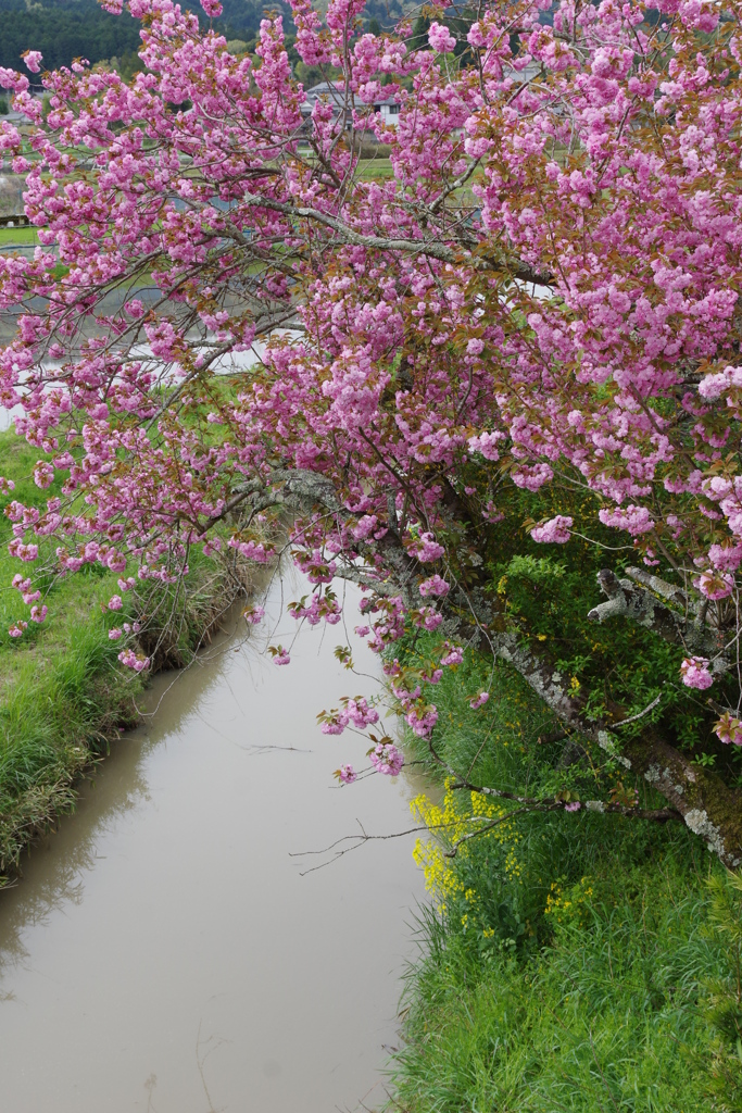 今年見た桜４月・・・・・・④