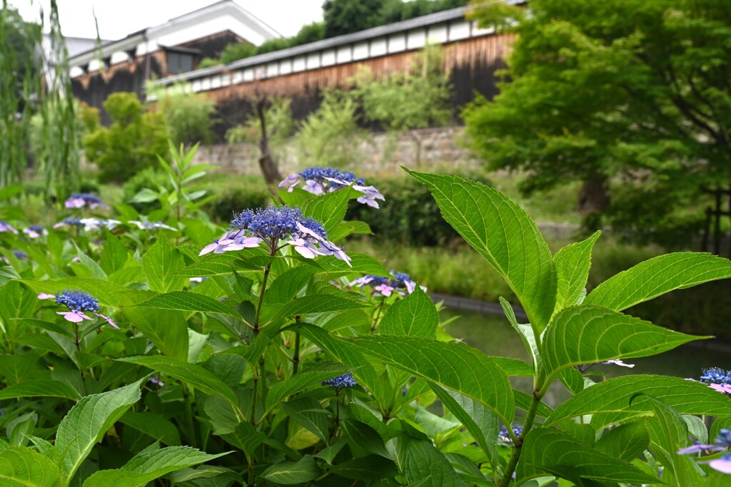 紫陽花の頃・・・⑩