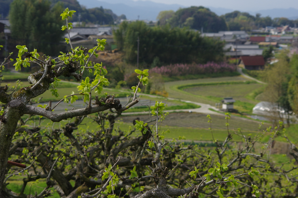山の辺の道を行く・・・念仏寺あたり⑩