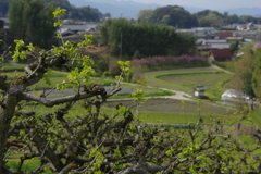 山の辺の道を行く・・・念仏寺あたり⑩