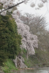 桜・・・郡山城にて⑥