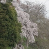 桜・・・郡山城にて⑥