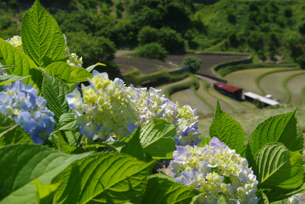 6月の田んぼ・・・⑤