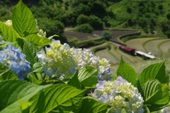 6月の田んぼ・・・⑤